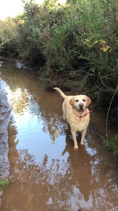 En forêt, toujours les pieds dans l’eau