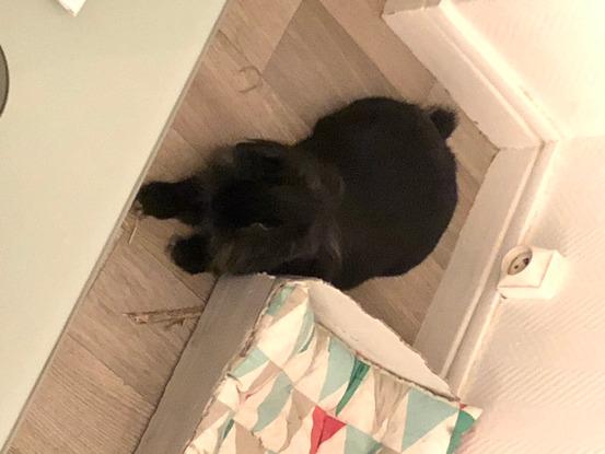 Mon lapin très sociable, prêt à faire de nouvelle rencontre.