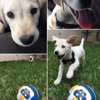 Bob, lorsqu’il n’était qu’un chiot