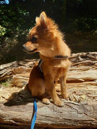Un chiot que j'ai gardé une semaine un eté