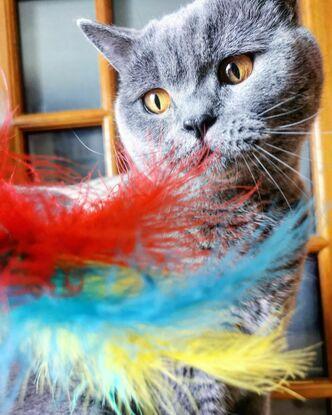 Arthur