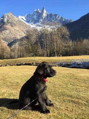 J’ai un petit faible pour les labradors tiens à préciser que simplement