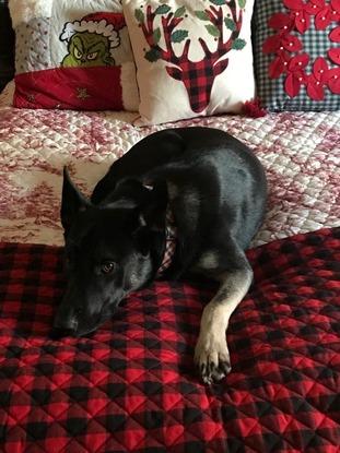 Le chien de mon père, Gracie