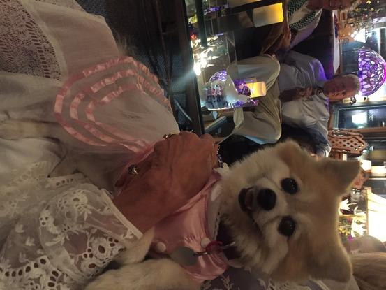 Le chien de ma Mamie, Iris