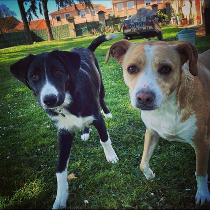 Rox et Joy