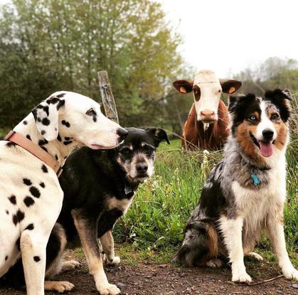 Fiona, Holly et Jpeg