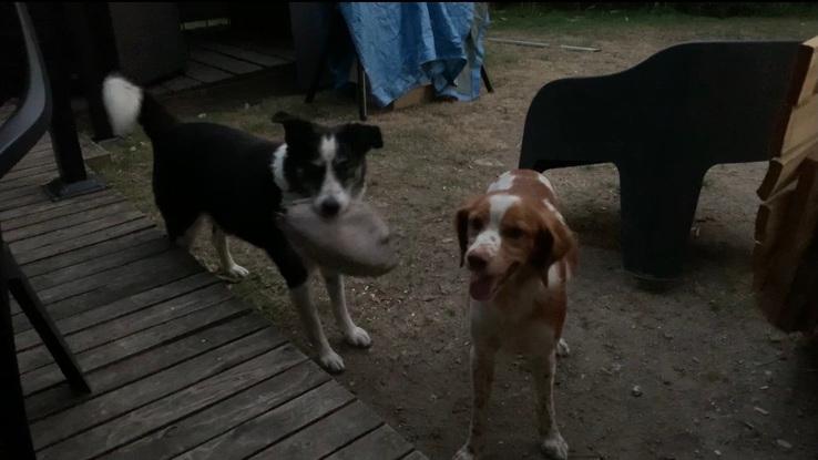 Dixie et Alf