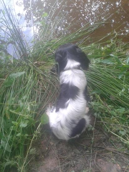 Charly en promenade