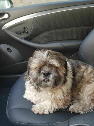 Mon Shih Tzu de 12 ans