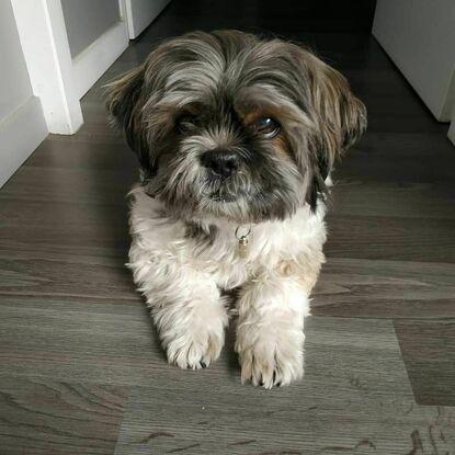Mon Shih Tzu de 12ans