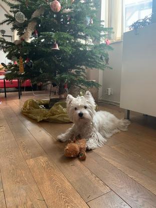 Pops (mon chien)