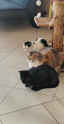 Mes 3 pepettes