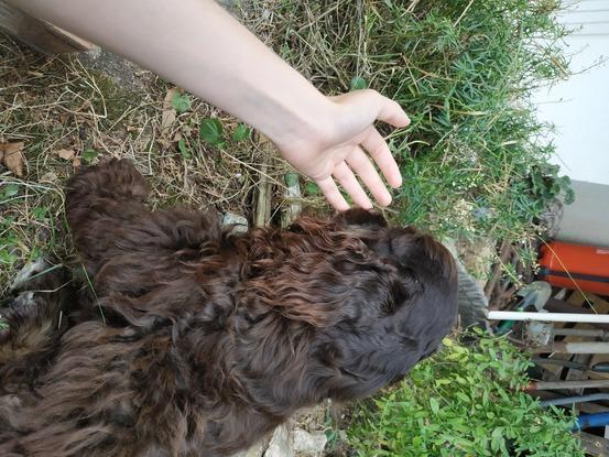Chienne toute jeune gardée durant 3 jours