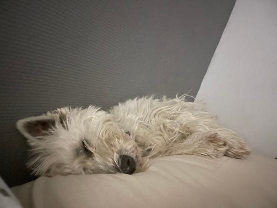 Toujours Loulou dort