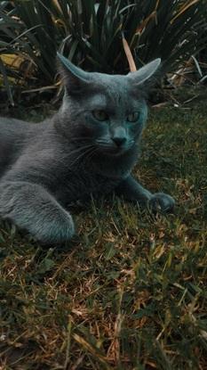 Chats sont bienvenus aussi