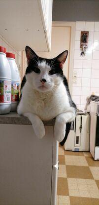 Mon chat