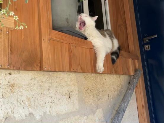 Sieste sur la terrasse dans l’entrée