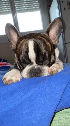 Riyu le petit frenchie