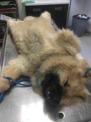 Gros dodo avant sa castration
