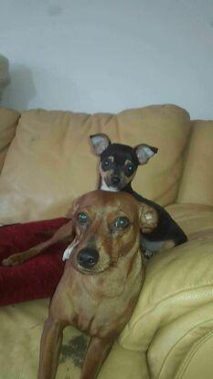 La mère des enfants de mon chien