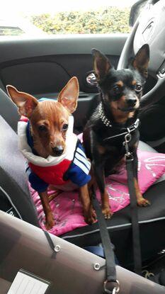 Mon chien et sa fille