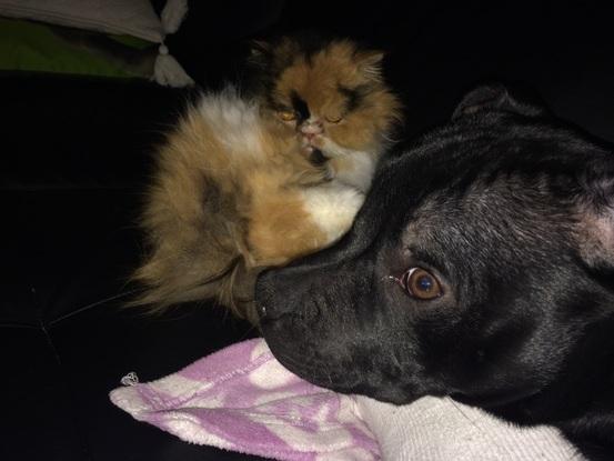 Mon chien mon et chat deux inséparables