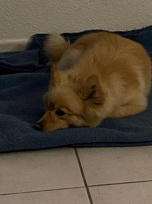 Chienne gardée