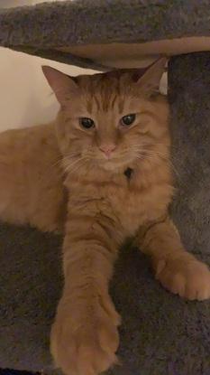 Tuca notre chat 