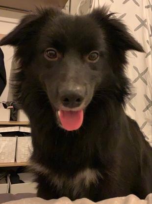 Poppy notre chien qui est très joueur 