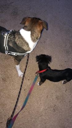 Rox et Xena