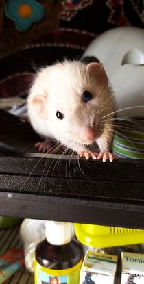 Mon rat lyoko