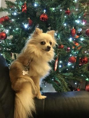 Noel