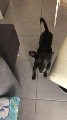 Missy une petite pensionnaire