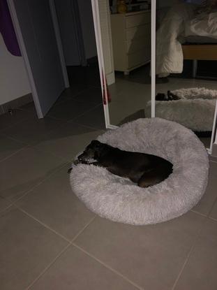 Missy au dodo