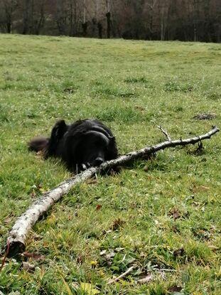 Ça c'est Polo. Un chien que je garde à peu près 2 gfois par an pendant une semaine. Je vais souvent lui promener aussi !