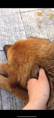 Chien que j’ai pu caresser en Grèce ! (Il y a beaucoup de chien abandonné :( )
