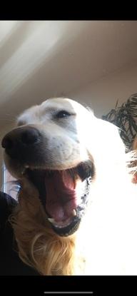 Oka , labrador d’une amie
