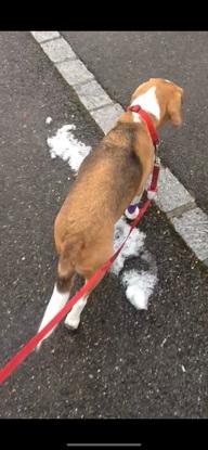 Promenade d’un Basset en rééducation