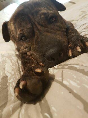 Ça c'est Oreo, un chien que j'ai hébergée pendant 2 mois suite à un abandon (je lui ai trouvée une famille merveilleuse)