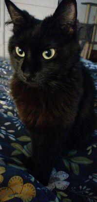 Un de mes chats: Scruff