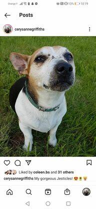 Le chien de mon père et de mon enfance: Jez