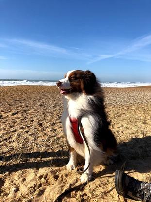 Paddy, berger australien de 1 an, fréquemment gardé pendant les vacances