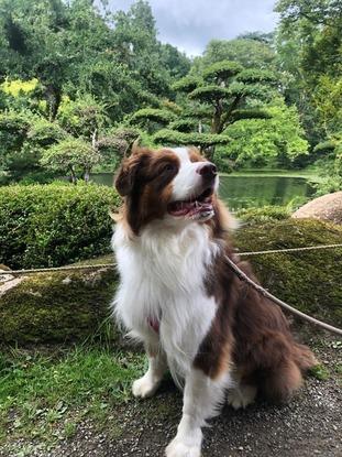 Paddy, berger australien de 1 an, en promenade