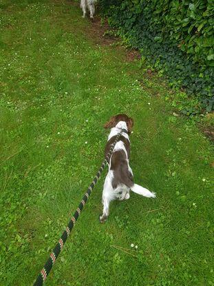 Chien gardé