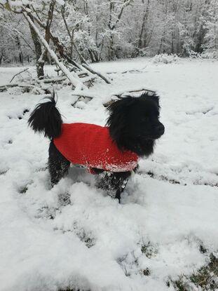 Blacky au col de Vence