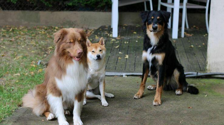Pharaon, mon chien et deux autres loulous que j'ai eu en garde