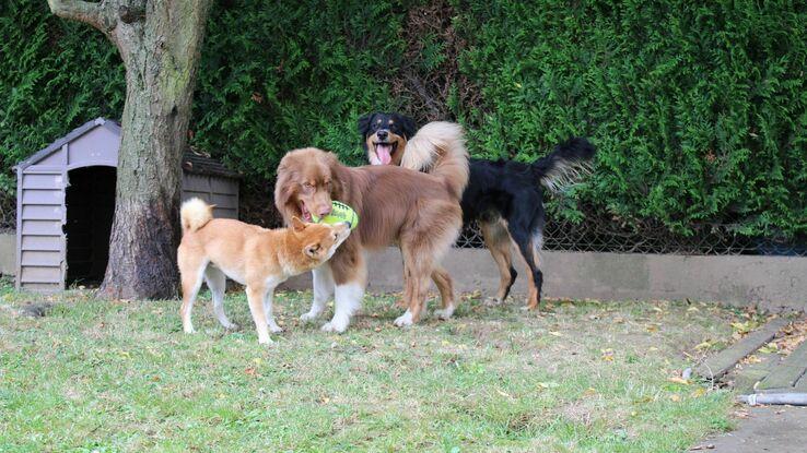 Partie de jeu dans le jardin