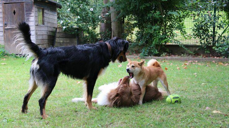 Partie de jeu dans le jardin