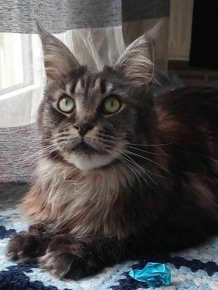 Ma bibiche