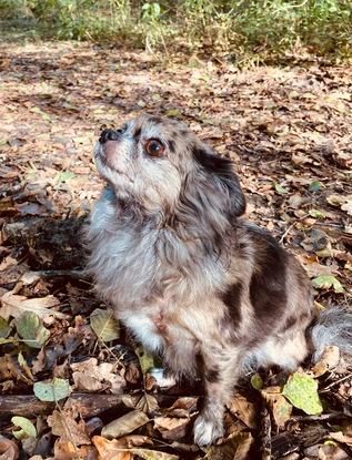 Hapy, ma chihuahua de 9ans